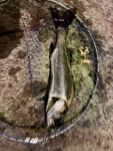 アカエイの釣果