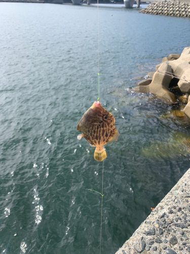 カワハギの釣果