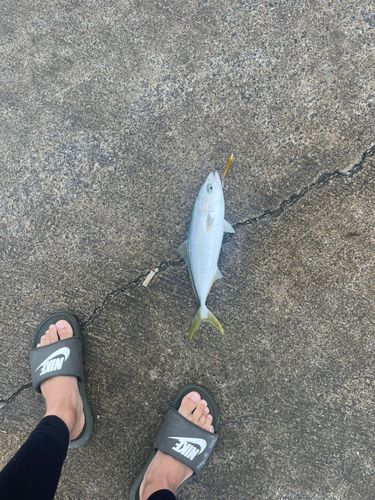 ツバスの釣果