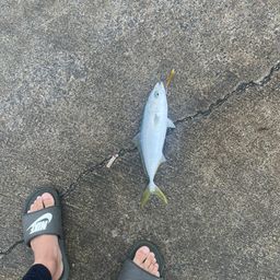 ツバス