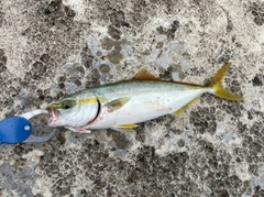 ワカシの釣果