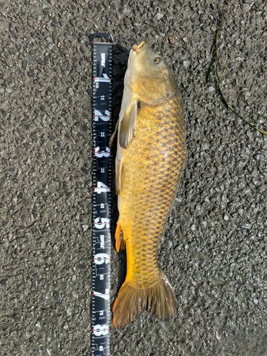 コイの釣果