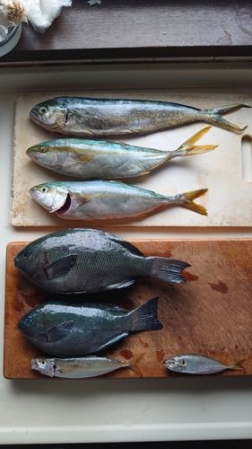 グレの釣果