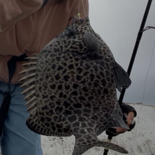 イシガキダイの釣果