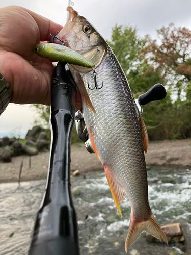 ハスの釣果