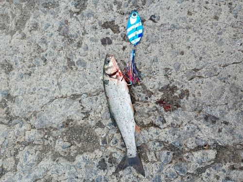 ウグイの釣果