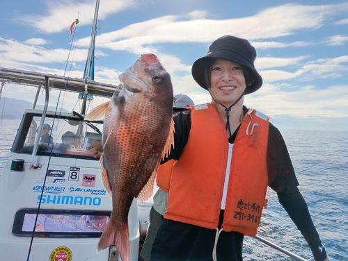 マダイの釣果