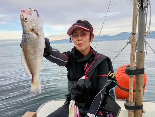 イシモチの釣果