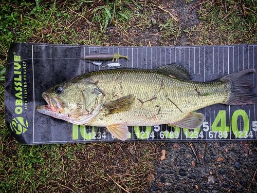 ブラックバスの釣果