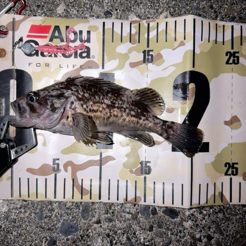 クロソイの釣果