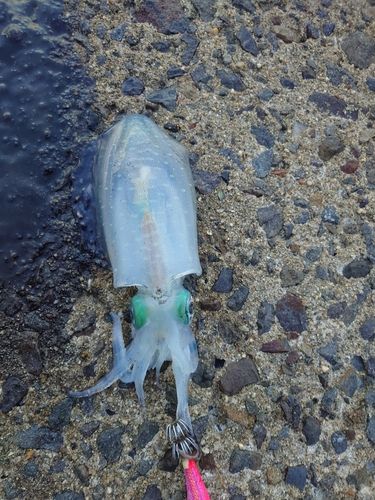 アオリイカの釣果