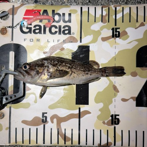 クロソイの釣果