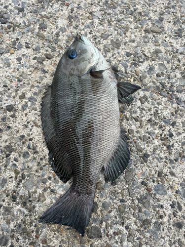 メジナの釣果