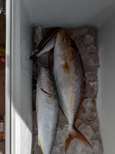 シビの釣果