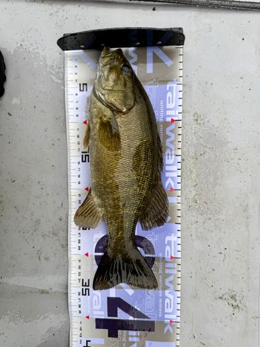 スモールマウスバスの釣果