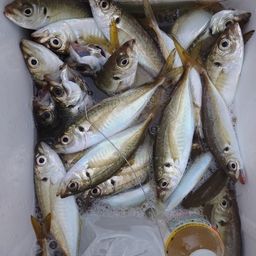 アジ