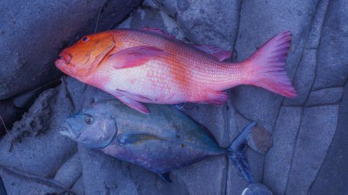 ナンヨウカイワリの釣果