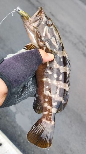 クエの釣果