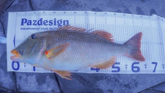 ムネアカクチビの釣果