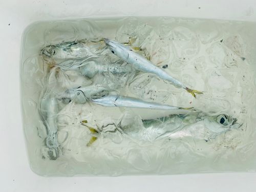 サバの釣果