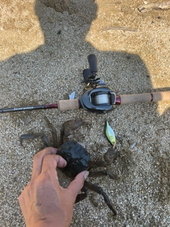 カニの釣果