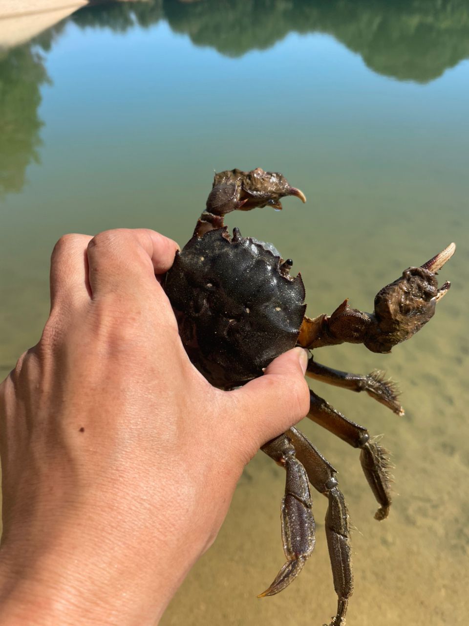 カニ