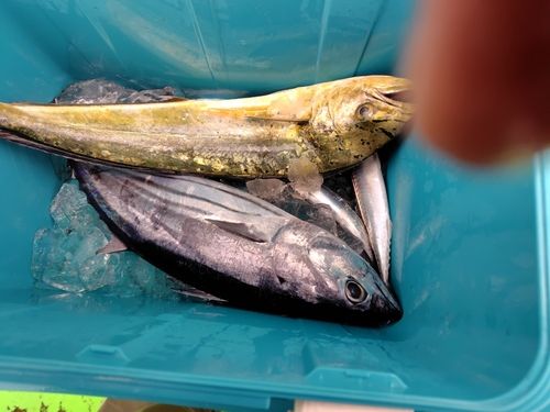 シイラの釣果