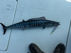 カマスサワラの釣果