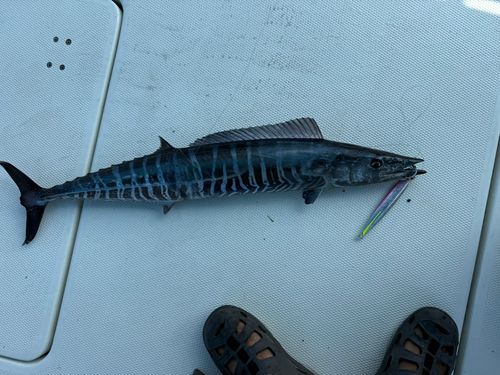 カマスサワラの釣果