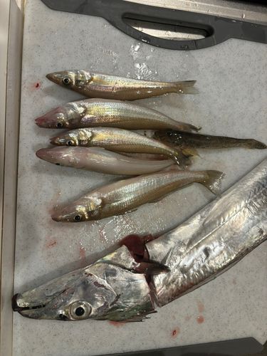 タチウオの釣果