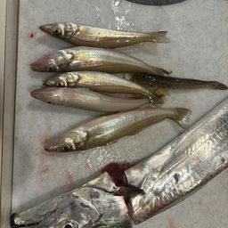 タチウオ