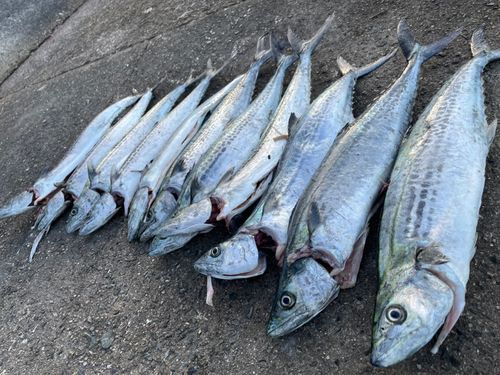 サゴシの釣果