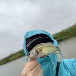 ラージマウスバス