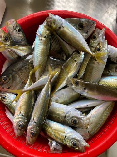 アジの釣果