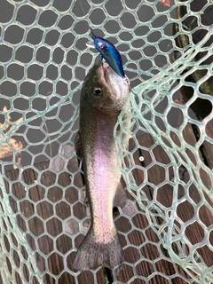 ニジマスの釣果