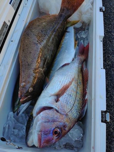 ヒラマサの釣果