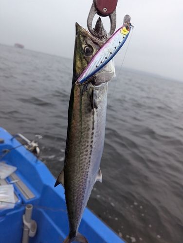 サゴシの釣果