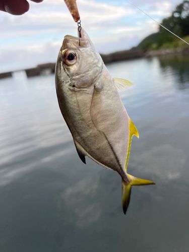 ギンガメアジの釣果