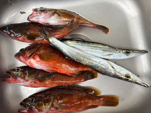 アカハタの釣果