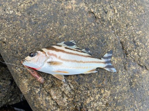 コトヒキの釣果