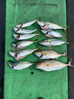 カンパチの釣果