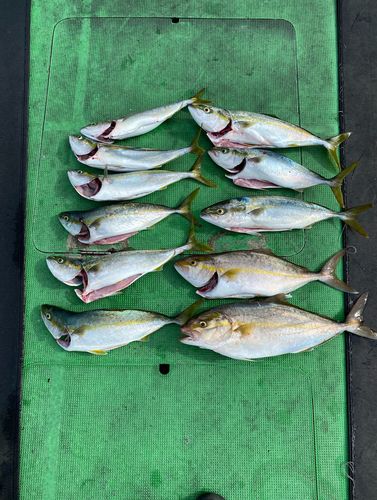 カンパチの釣果