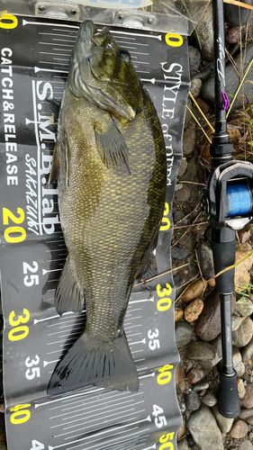 スモールマウスバスの釣果