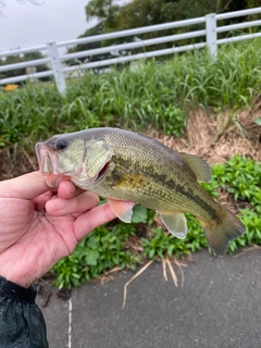 ラージマウスバスの釣果