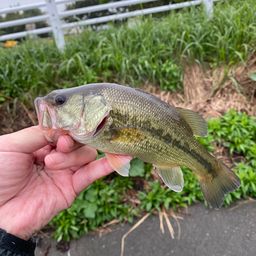 ラージマウスバス