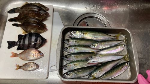 カワハギの釣果