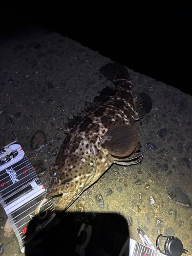 ヤイトハタの釣果