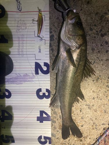 フッコ（マルスズキ）の釣果