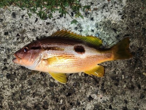 ヨコスジフエダイの釣果