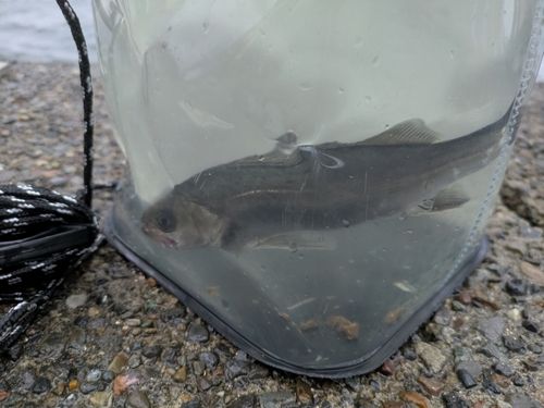 セイゴ（マルスズキ）の釣果